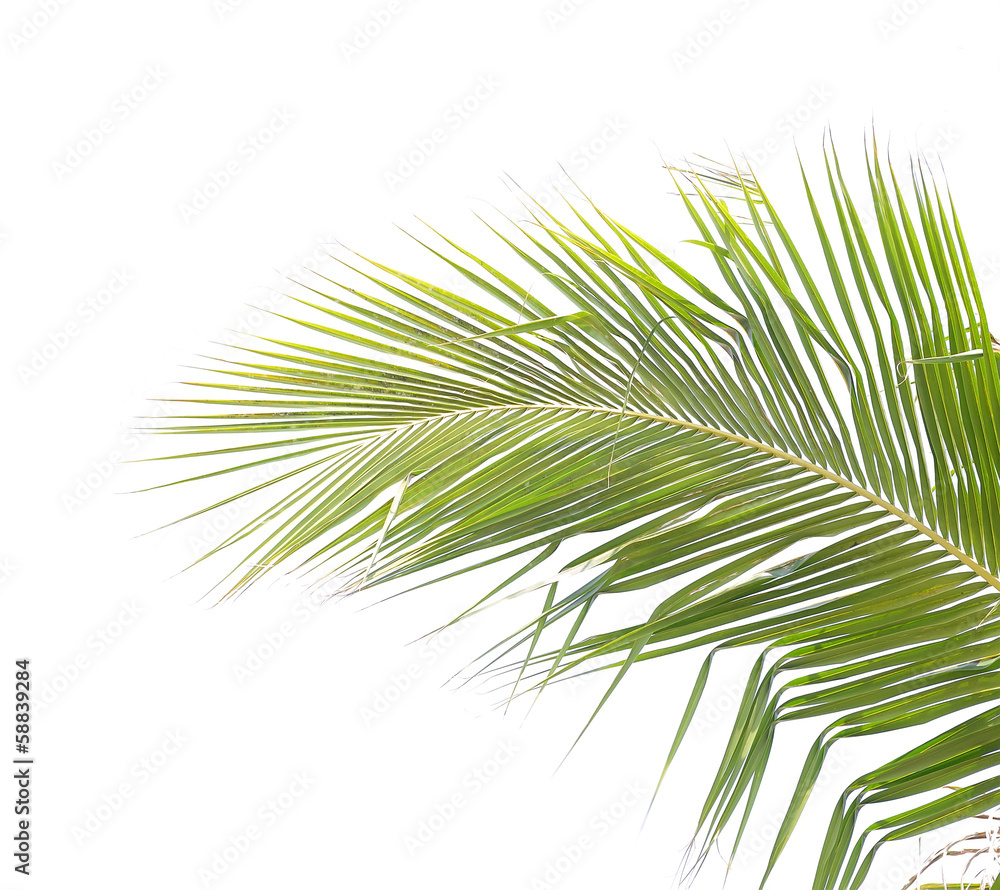Obraz premium palm tree isolated on white background