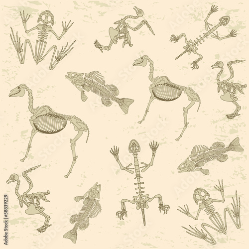 animals anatomy, skeleton  archeology biology  pattern