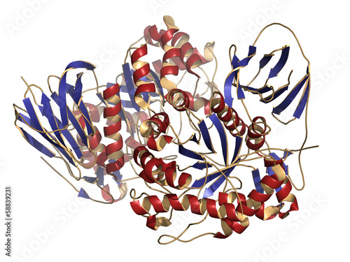 Glucocerebrosidase (beta-glucosidase) enzyme molecule. photo