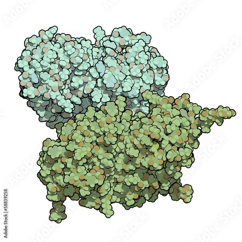 Glucocerebrosidase (beta-glucosidase) enzyme molecule. photo