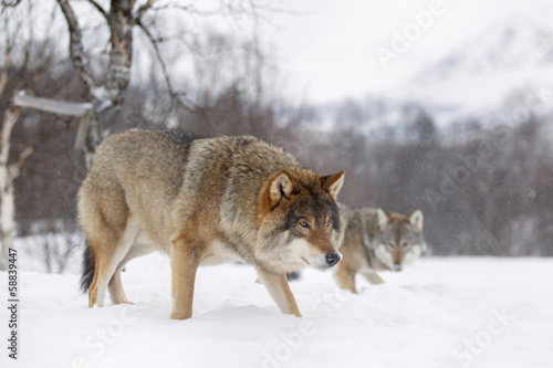 European wolf © joangil