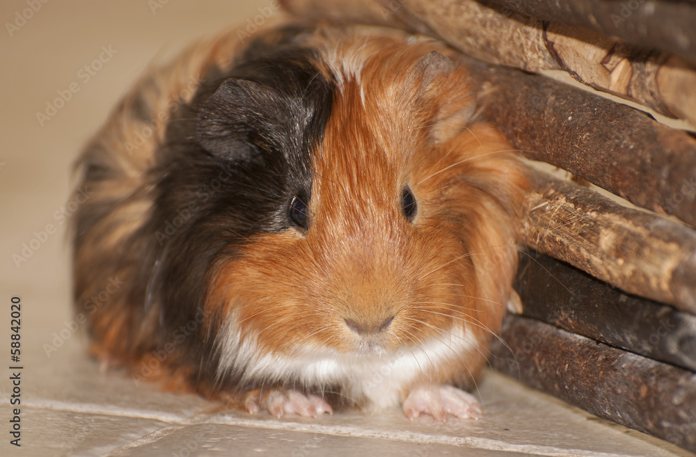 Guinea pig