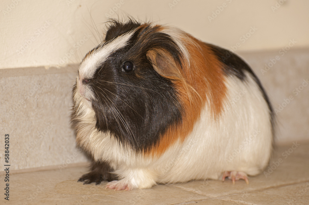 Guinea pig