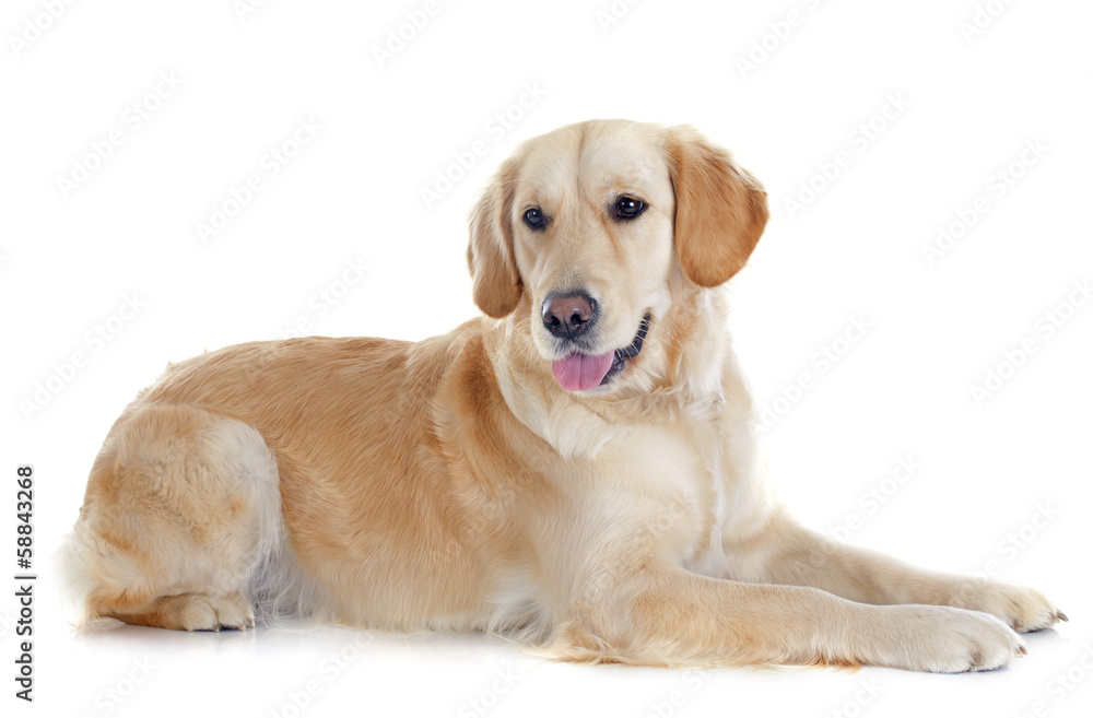 golden retriever