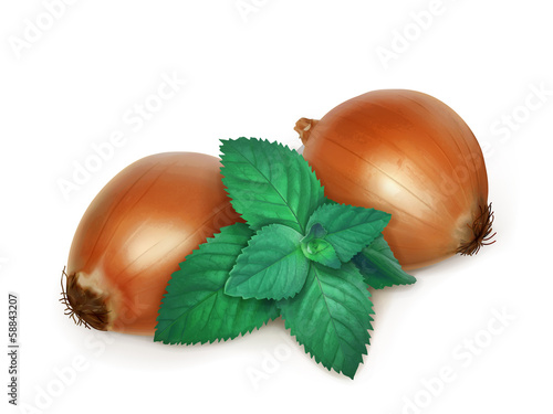 Onion and nettle, folk medicine vector illustration
