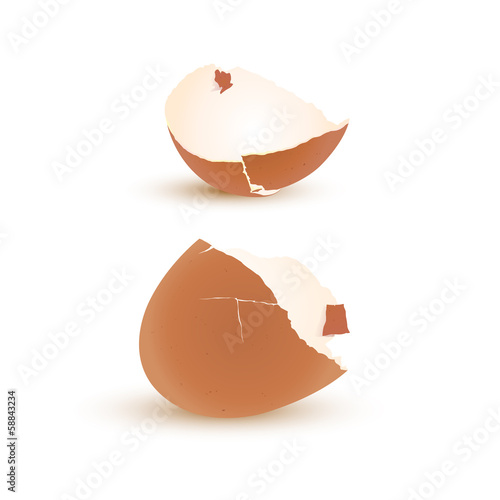 Eggshell vector