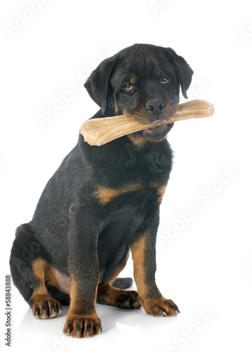 rottweiler and bone