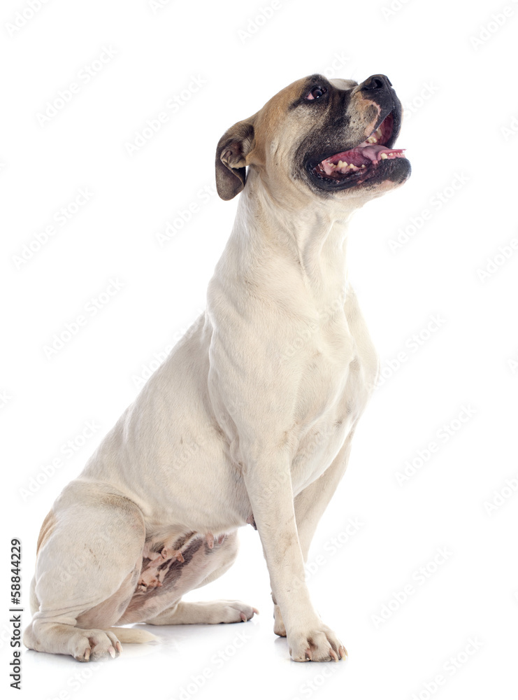 american bulldog american bulldog