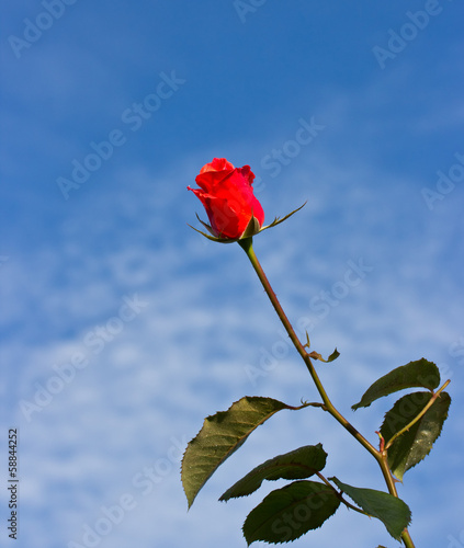 One red rose on blue-sky background. Close-up.