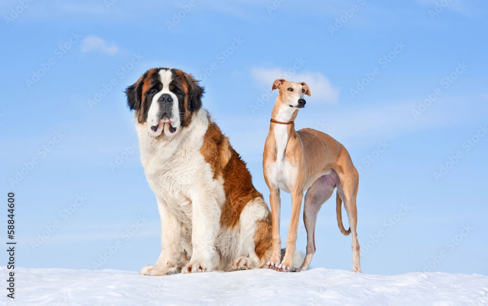 Saint bernard and greyhound on the hill