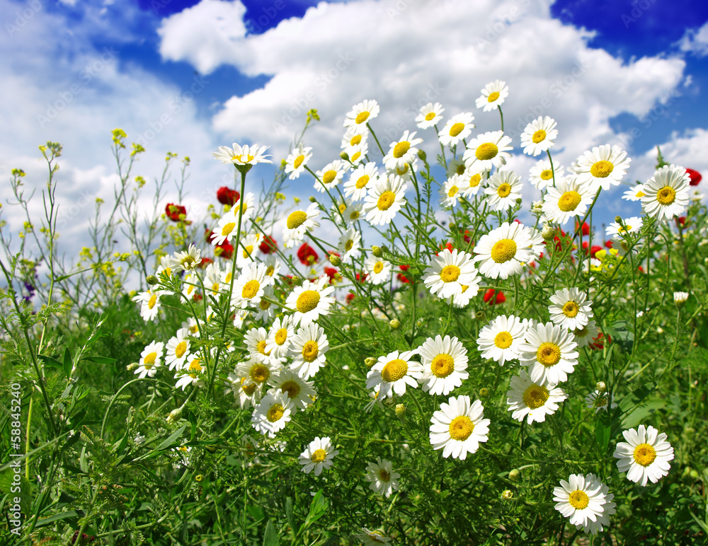 Naklejka premium Letnie kwiaty