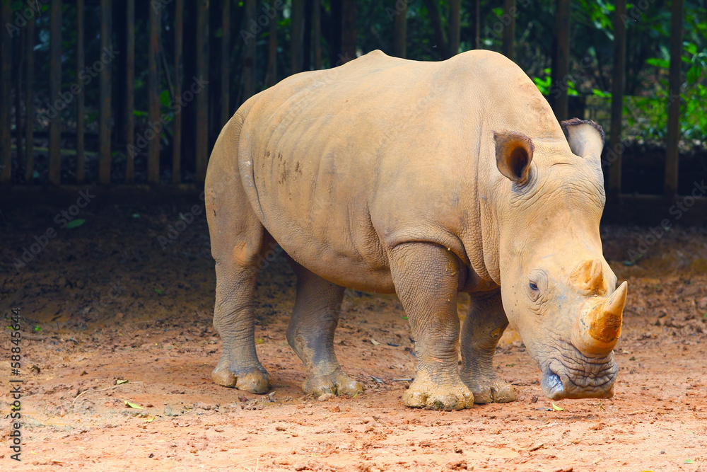 Naklejka premium rhino at zoo