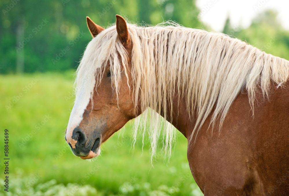 Lithuanian heavy draft horse portrait Lithuanian heavy draft horse portrait