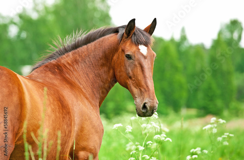 Naklejka natura koń łąka widok pastwisko