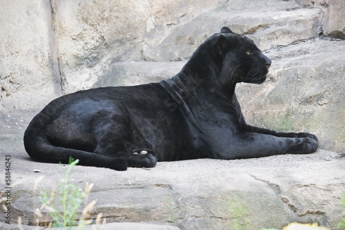 Fotomurale Black panther