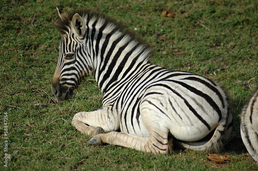 Obraz premium young zebra