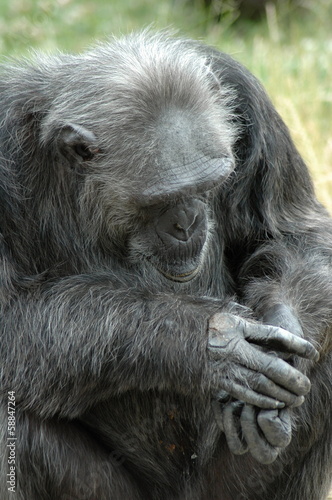 thoughtful chimp