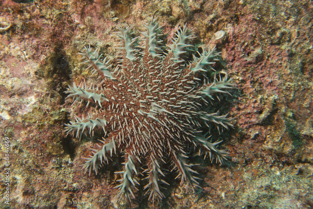 Fototapeta premium Sea star crown of thorns