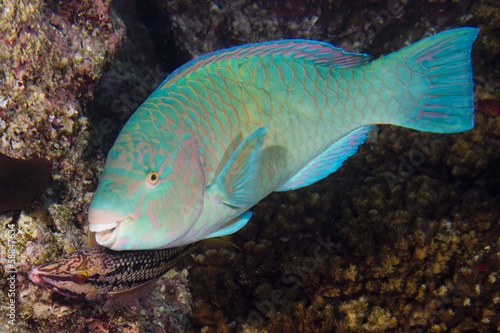 Parrot fish underwater