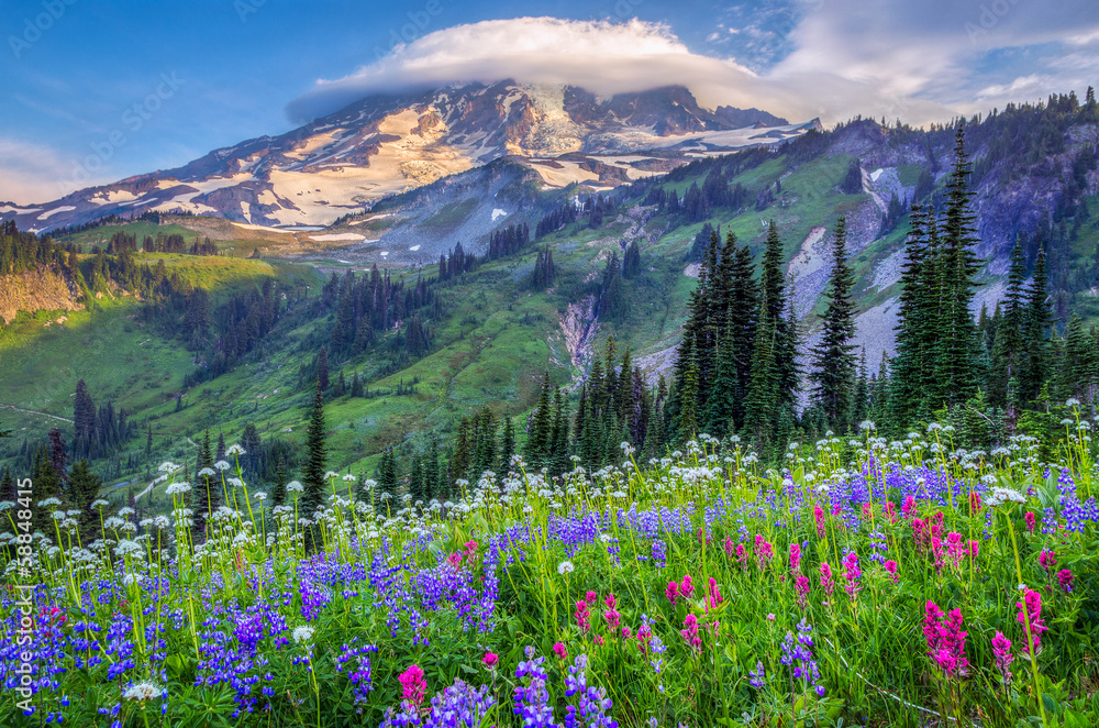 Obraz premium Mt Rainier polne kwiaty