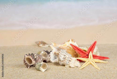 Beautiful starfishes and cockleshells on coast