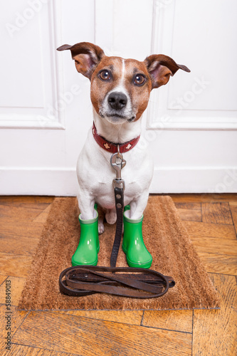 dog rubber rain boots