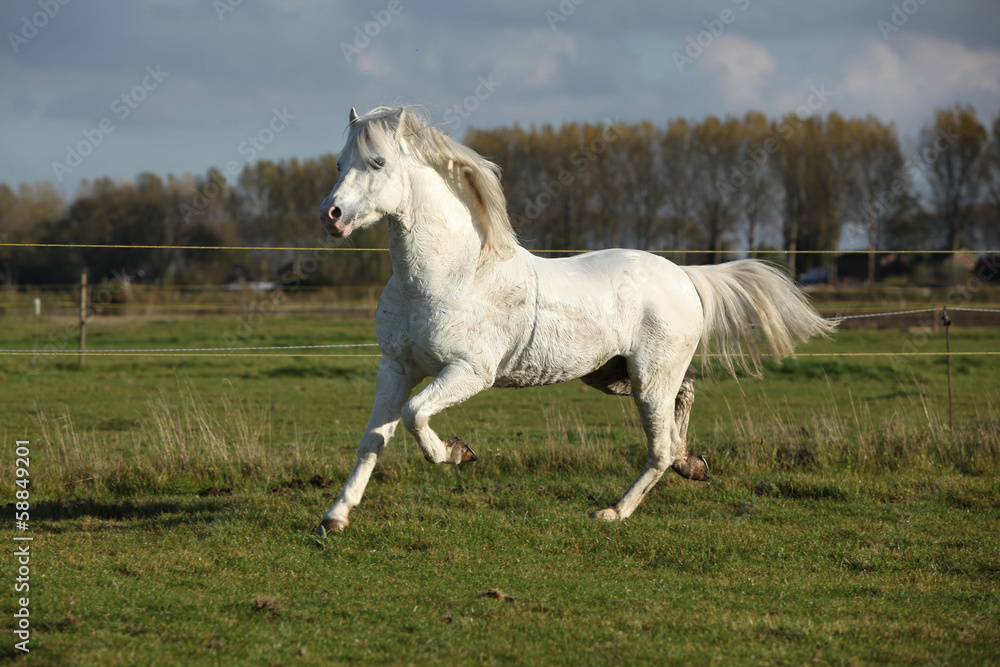 Nice welsh mountain pony stallion running Nice welsh mountain pony stallion running