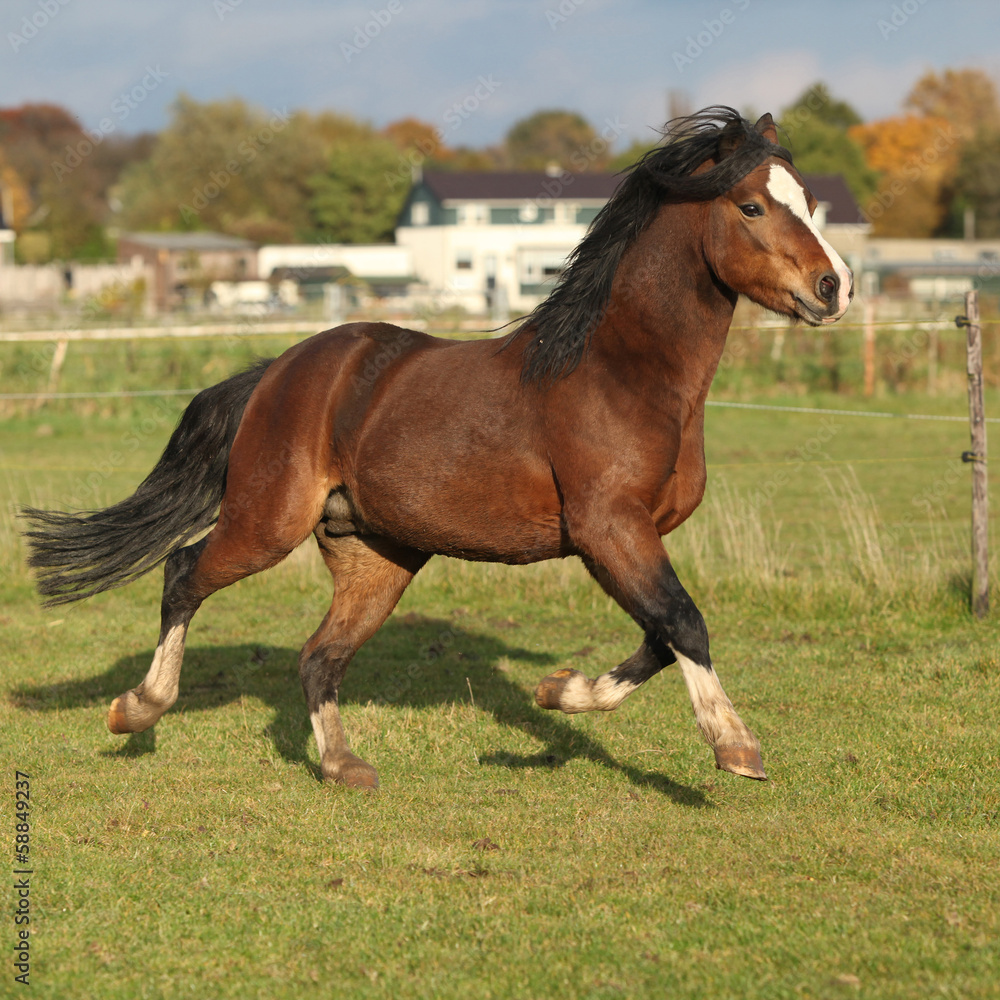 Nice welsh mountain pony stallion running Nice welsh mountain pony stallion running