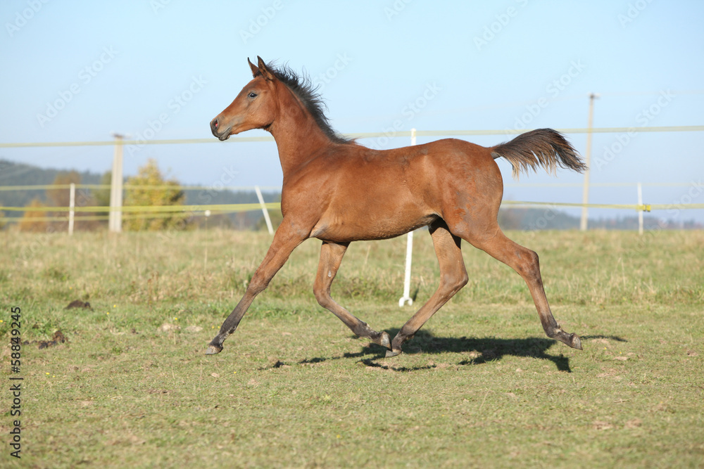 Perfect arabian horse foal running on pasturage Perfect arabian horse foal running on pasturage
