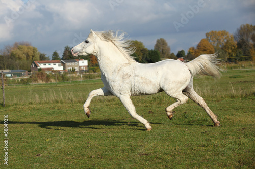 Nice welsh mountain pony stallion running