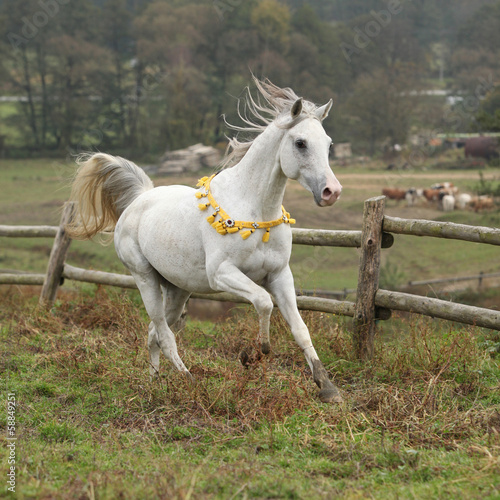 Nice white arabian stallion with flying mane