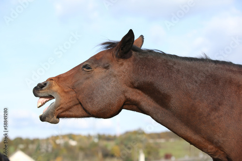 Nice kabardin horse yawning