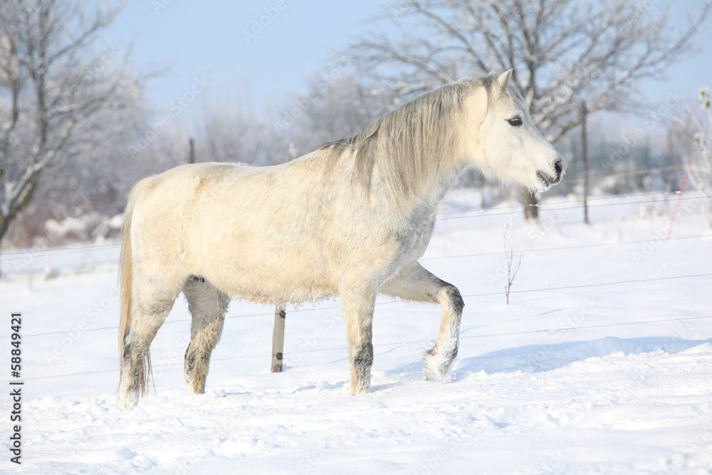 Gorgeous welsh mountain pony running in winter Gorgeous welsh mountain pony running in winter