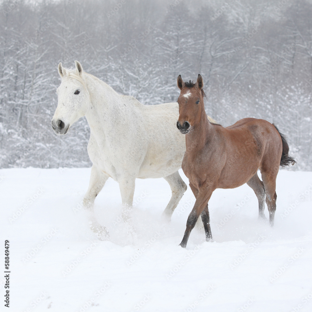 Two moravian warmbloods running in winter Two moravian warmbloods running in winter