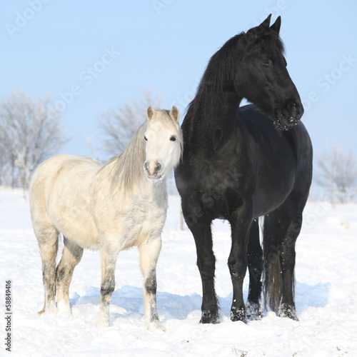 Fototapeta Naklejka Na Ścianę i Meble -  Black horse and white pony together