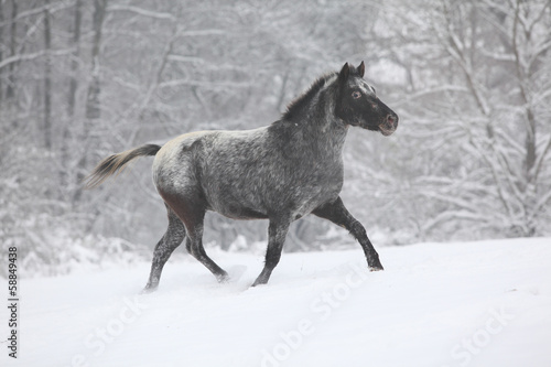 Beautiful grey pony running in winter © Zuzana Tillerova