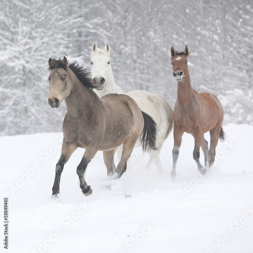 Foto Batch of horses running in winter