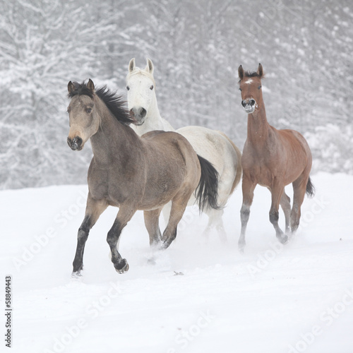 Batch of horses running in winter