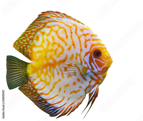 tropical fish diskus