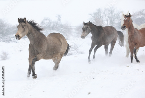 Batch of horses running in winter