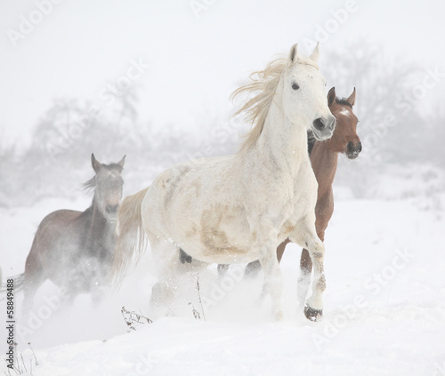 Batch of horses running in winter © Zuzana Tillerova
