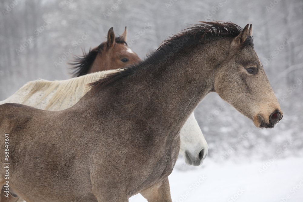 Fototapeta premium Batch of horses in winter