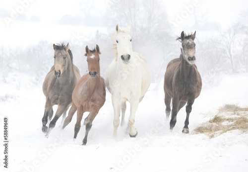 Fototapeta Naklejka Na Ścianę i Meble -  Batch of horses running in winter