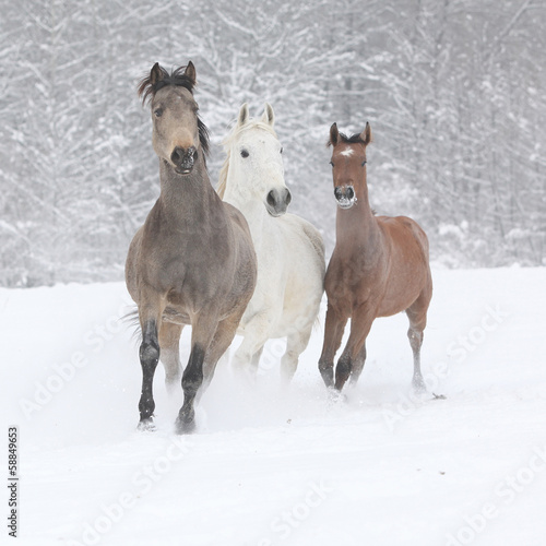 Batch of horses running in winter © Zuzana Tillerova