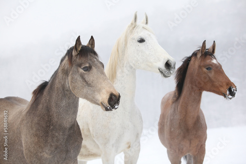 Batch of horses in winter © Zuzana Tillerova