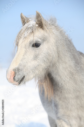 Amazing grey pony in winter