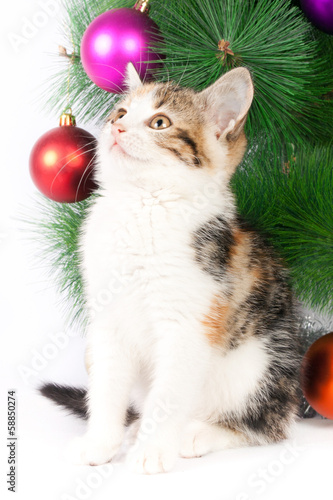 kitten and Christmas decorations