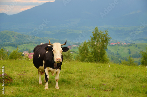Cow on meadow