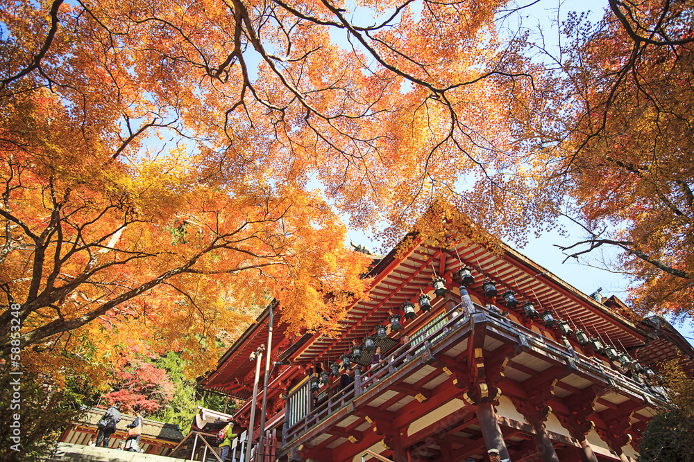 Fototapeta premium Autumn Japanese garden with maple