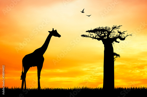 giraffe at sunset